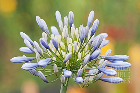 AGAPANTHUS_LULY