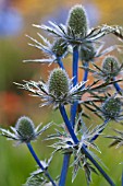 ERYNGIUM ALPINUM HOLDEN BLUE