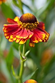 HELENIUM VICKY