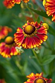 HELENIUM VICKY