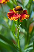 HELENIUM VICKY