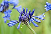 AGAPANTHUS NAVY  BLUE