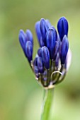 AGAPANTHUS NAVY  BLUE