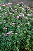 EUPATORIUM CANNABINUM FLORE PLENO