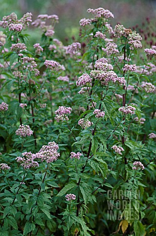 EUPATORIUM_CANNABINUM_FLORE_PLENO