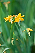 CROCOSMIA ELLENBANK CANARY