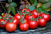 TOMATOES ON A WOODEN BENCH