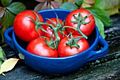 TOMATOES IN A BLUE DISH