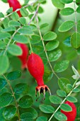 ROSA MOYESII GERANIUM HIPS