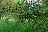 ROSA MOYESII GERANIUM HIPS