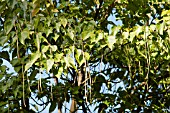 CATALPA FARGESII F DUCLOUXII