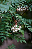 SORBUS CASHMIRIANA