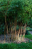 PHYLLOSTACHYS VIVAX F AUREOCAULIS