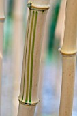 PHYLLOSTACHYS VIVAX F AUREOCAULIS