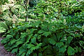 RODGERSIA PODOPHYLLA