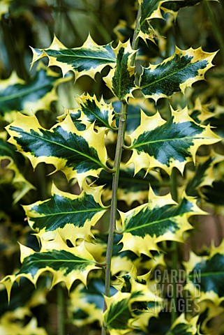 ILEX_AQUIFOLIUM_AUREOMARGINATA