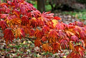 ACER JAPONICUM ATTARYI