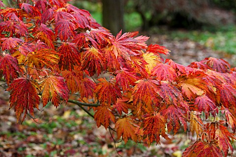 ACER_JAPONICUM_ATTARYI