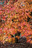 ACER PALMATUM ELEGANS