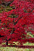 ACER PALMATUM ATROPURPUREUM