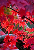 ACER PALMATUM ATROPURPUREUM