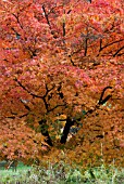 ACER PALMATUM ELEGANS