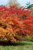 ACER PALMATUM ELEGANS