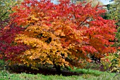 ACER PALMATUM ELEGANS