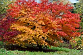 ACER PALMATUM ELEGANS