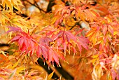 ACER PALMATUM ELEGANS