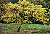 STYRAX JAPONICA