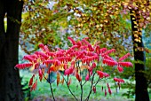 RHUS TYPHINA