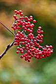 SORBUS AMERICANA