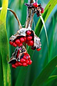 IRIS FOETIDISSIMA STINKING IRIS