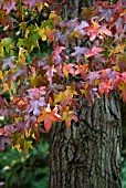 LIQUIDAMBAR STYRACIFLUA