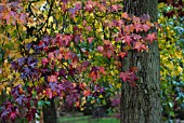 LIQUIDAMBAR STYRACIFLUA