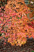 ACER PALMATUM ELEGANS