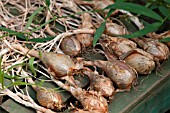 SHALLOTS LONGHORN DRYING ON GREENHOUSE STAGING