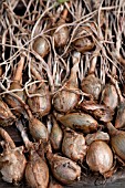 SHALLOTS LONGHORN DRYING ON GREENHOUSE STAGING