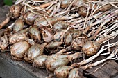 SHALLOTS LONGHORN DRYING ON GREENHOUSE STAGING