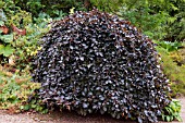 FAGUS SYLVATICA PURPUREA PENDULA AT RUSSELLS QUARRY GARDEN