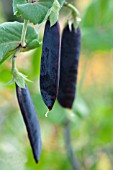 PEA PURPLE PODDED