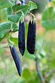 PEA PURPLE PODDED