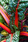 BETA VULGARIS CHARD