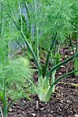 FOENICULUM VULGARE FENNEL