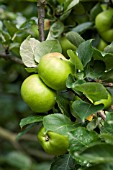 MALUS DOMESTICA BRAMLEY APPLE