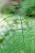 EQUISETUM SCIRPOIDES