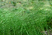 EQUISETUM SCIRPOIDES