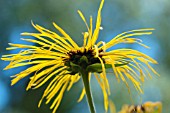 INULA MAGNIFICA