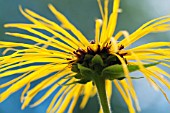 INULA MAGNIFICA